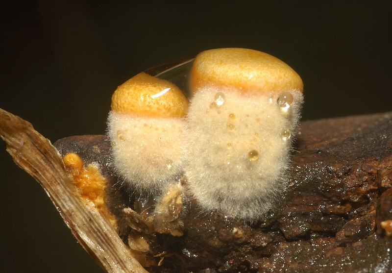 Il mondo dei funghi a Ostia